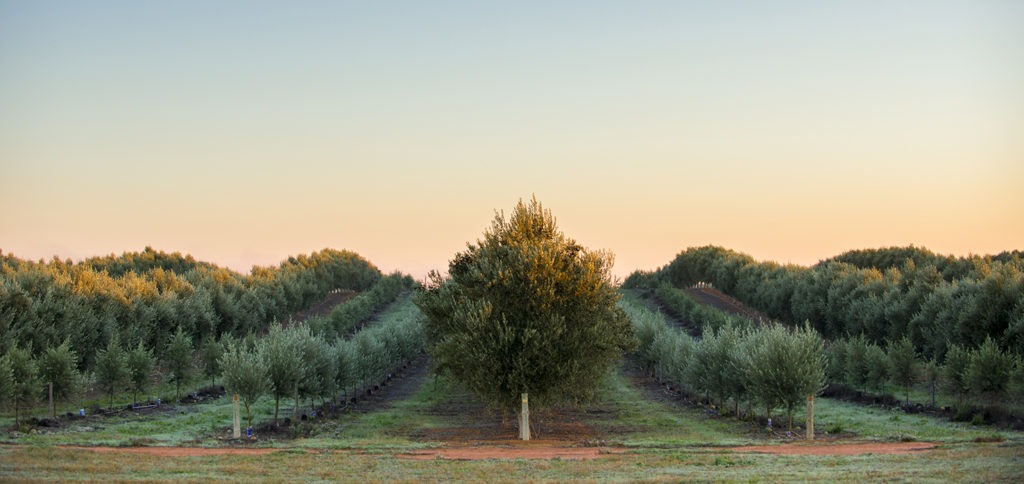 Australian olive oil: Cobram Estate