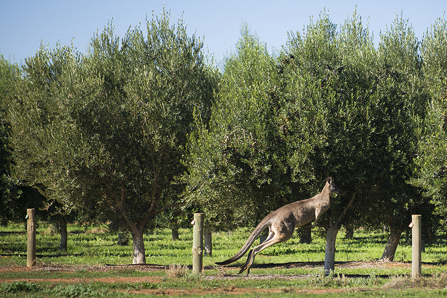 Australian olive oil producers