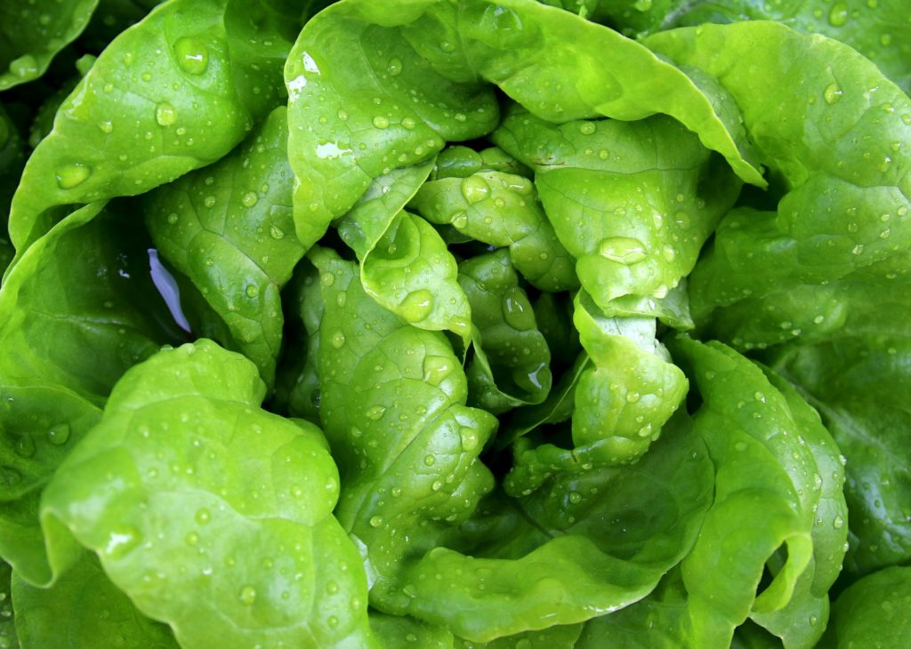 The top-selling fruit and vegies of 2021: lettuce