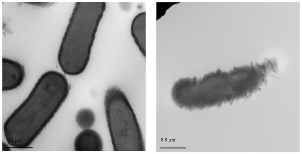 Listeria bacteria before and after exposure to plantacyclin B21AG