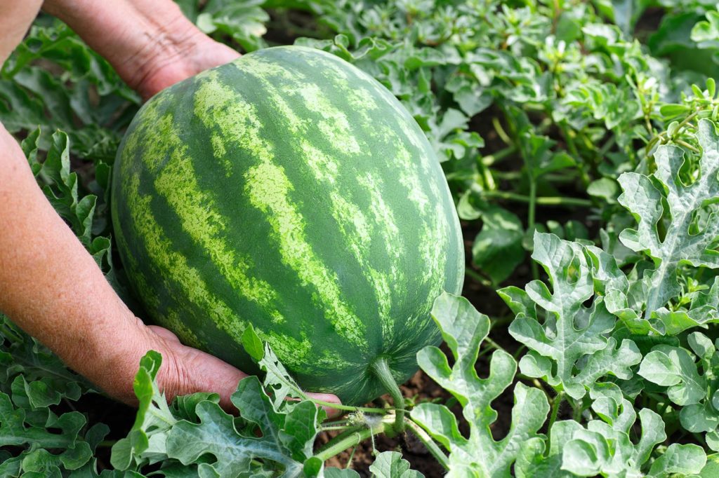 Labour woes threaten melon industry