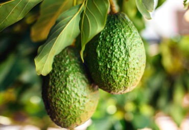 Researchers smash avocado bottleneck