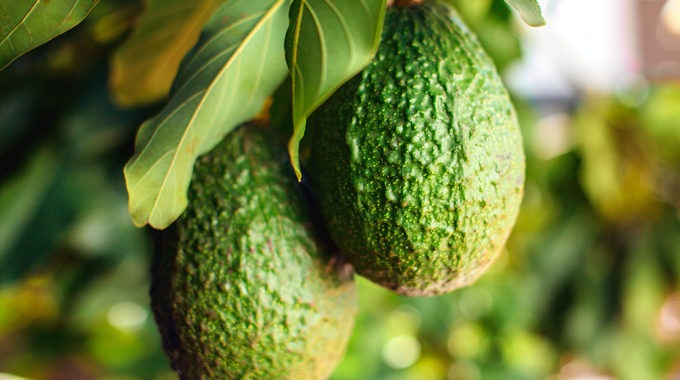 Researchers smash avocado bottleneck
