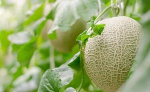 Labour woes threaten melon industry