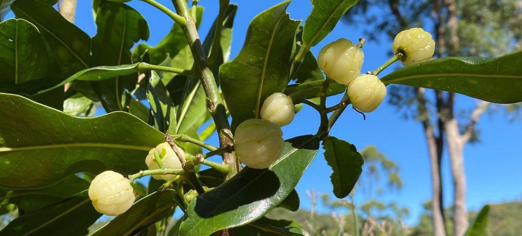 Native ingredients: lemon aspen 