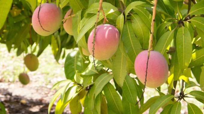 Australian mango crop 2020