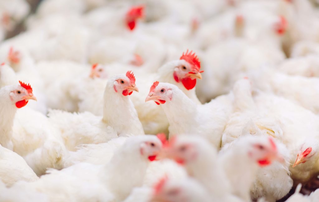 Aussie poultry farmers eye US reform