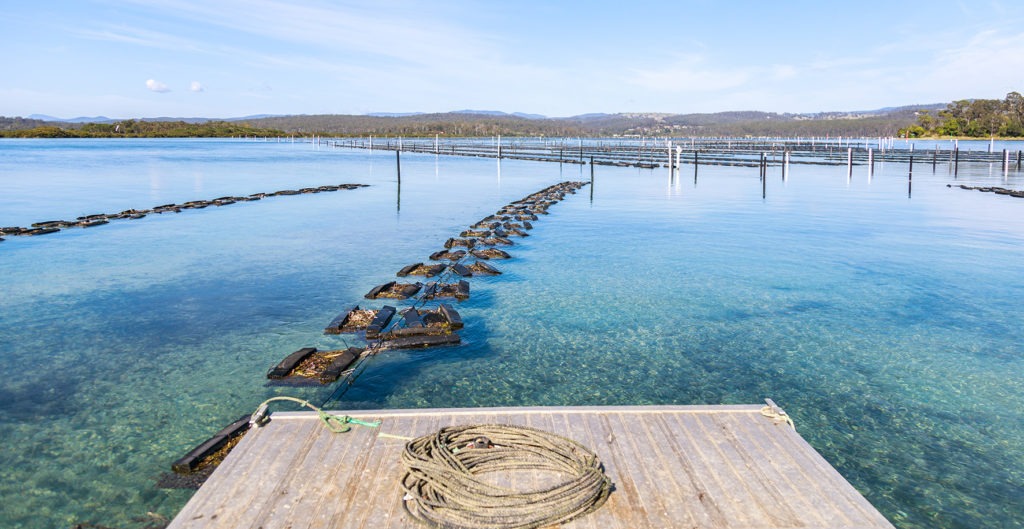 NSW oysters are being threatened by climate change