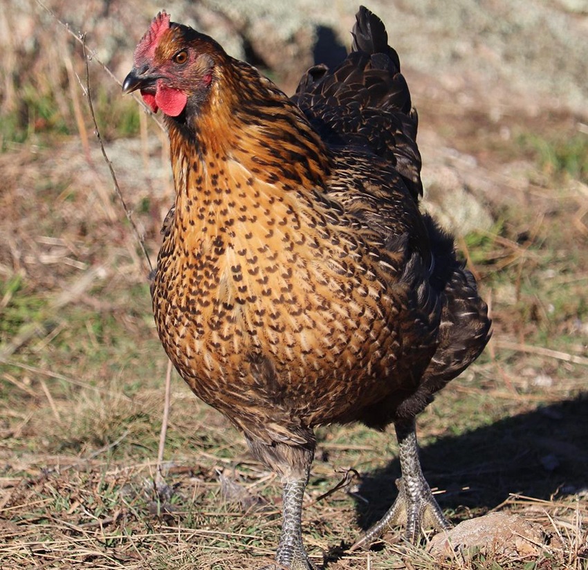 Grassland Poultry Sommerlad chicken