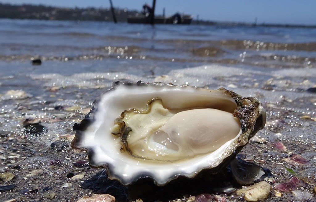 NSW oysters