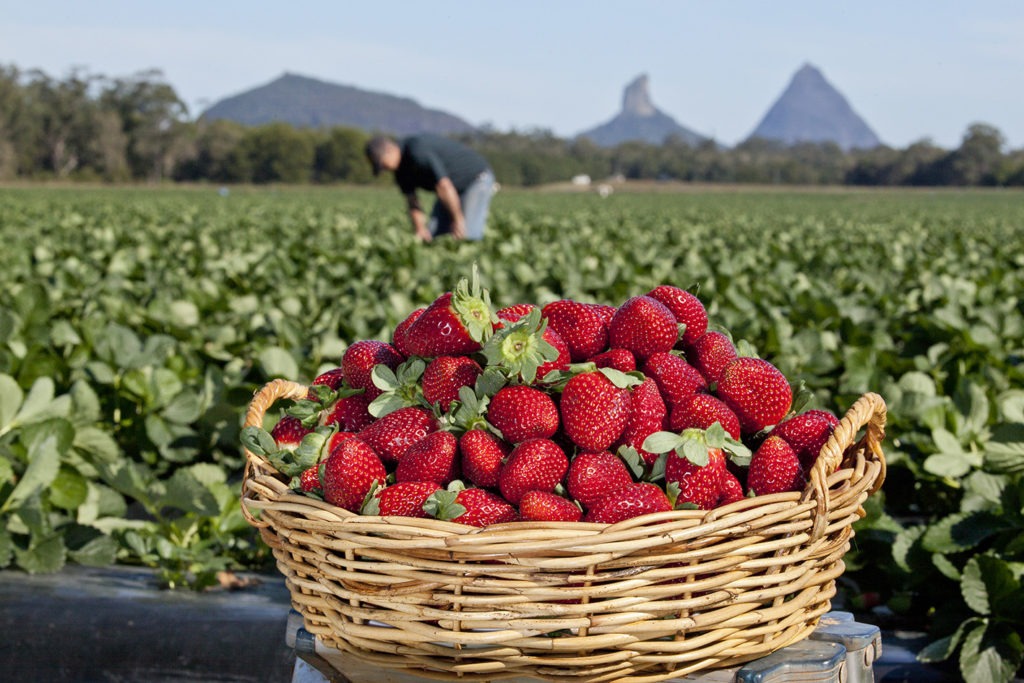 Aussie food news: pick Queensland strawberries and win cash