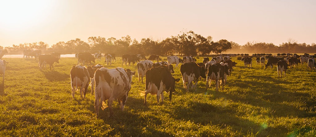 Australian dairy farmers