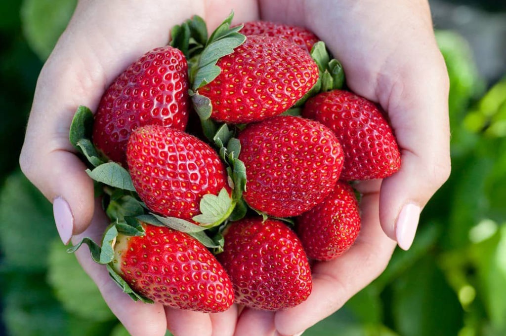 Strawberries nutrition