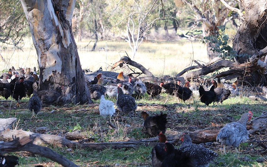 Grassland Poultry free-range chickens