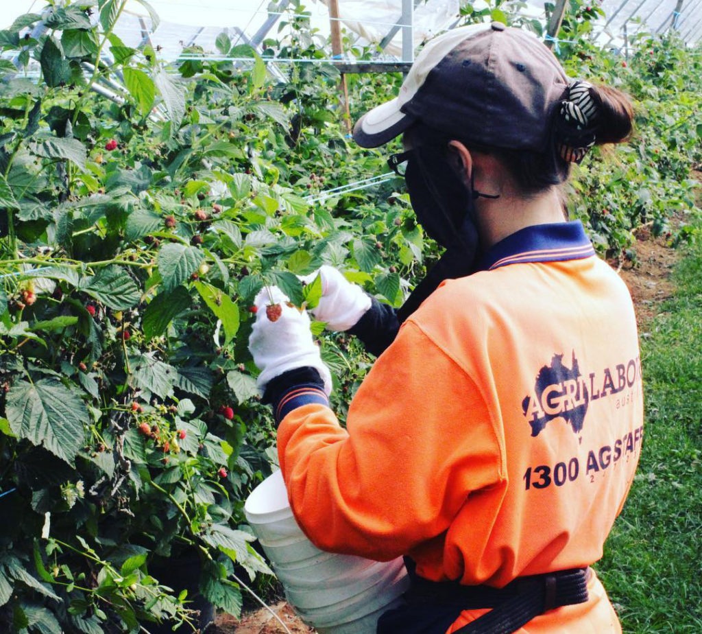 Agriculture visa offers hope for fruit growers