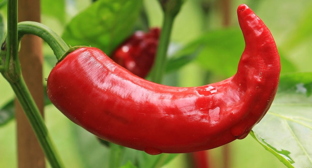 Metabolism-boosting foods: does chilli burn fat?