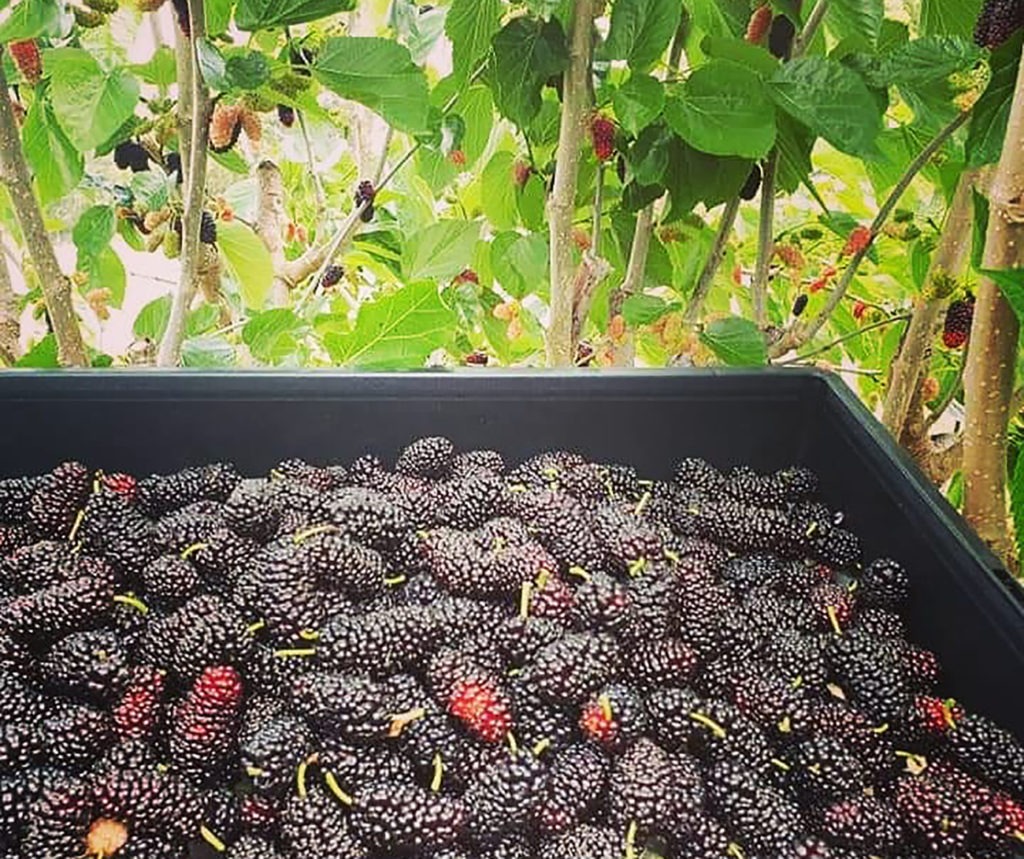 Mulberries: the forgotten fruit