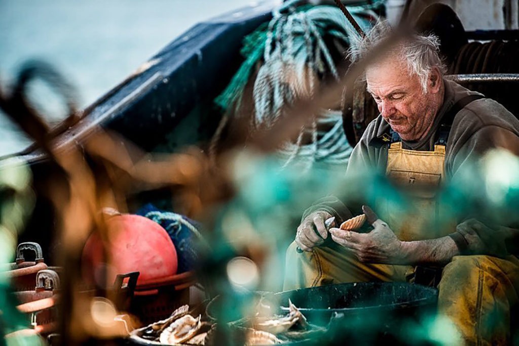 Tasmanian Scallop Fishery reopens 
