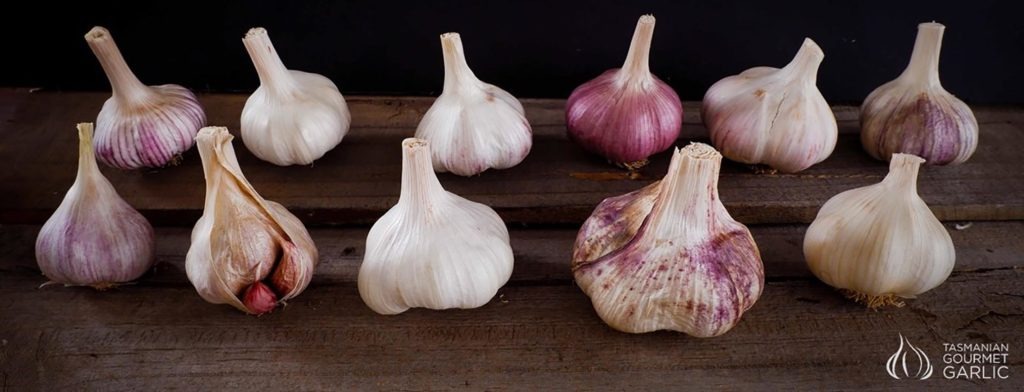 While estimates vary, there are at least 600 different kinds of garlic - possibly more