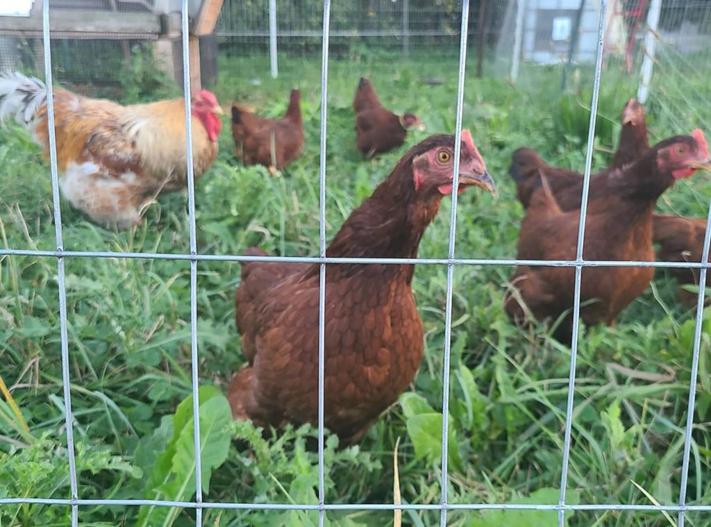 Keep chickens away from the vegetable garden