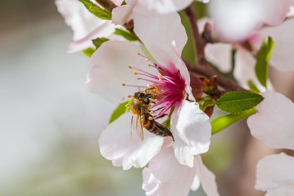 New advances in beekeeping: manuka honey made in greenhouses