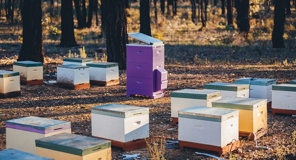 New advances in beekeeping: Purple Hive