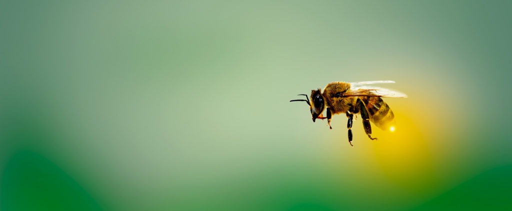 Bee populations are decreasing globally at an alarming rate.