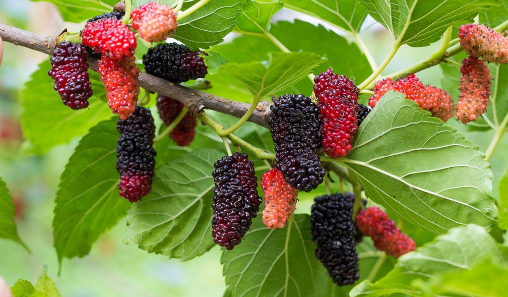 Mulberries: the forgotten fruit