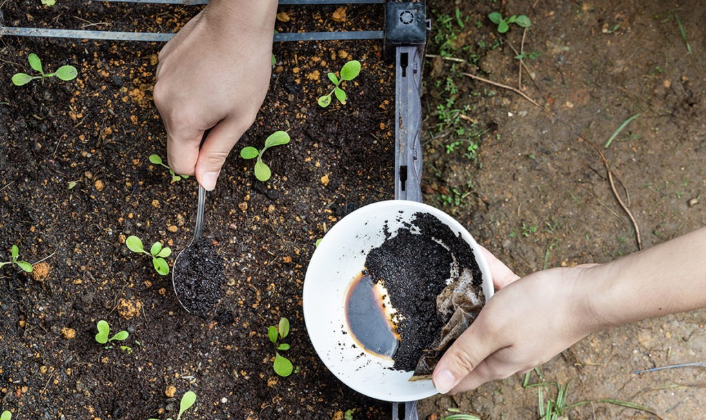 Sustainable uses for coffee grounds: use them on your garden