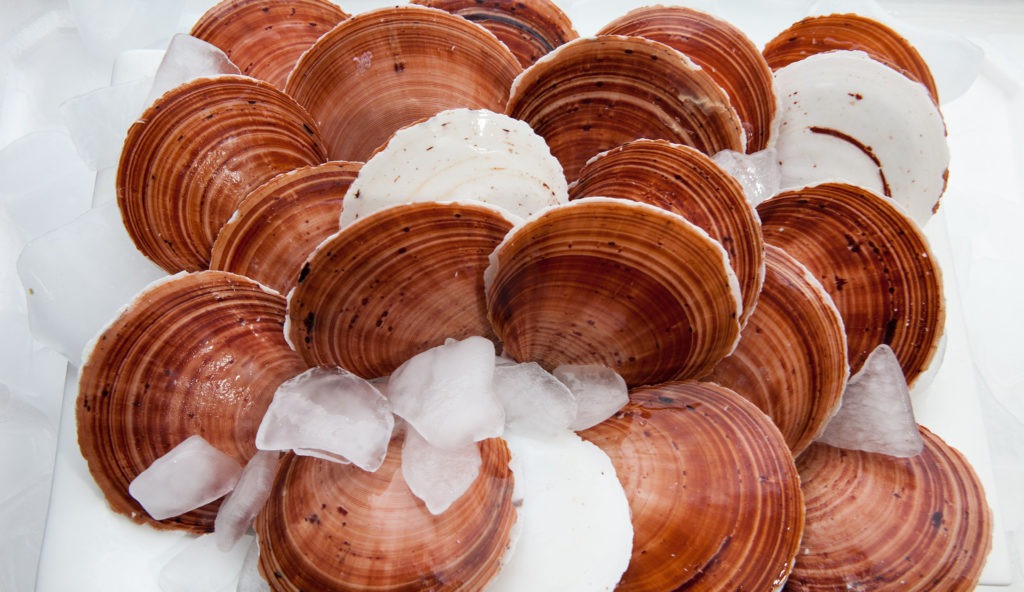 Queensland saucer scallops