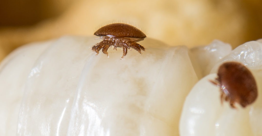 The varroa destructor mite