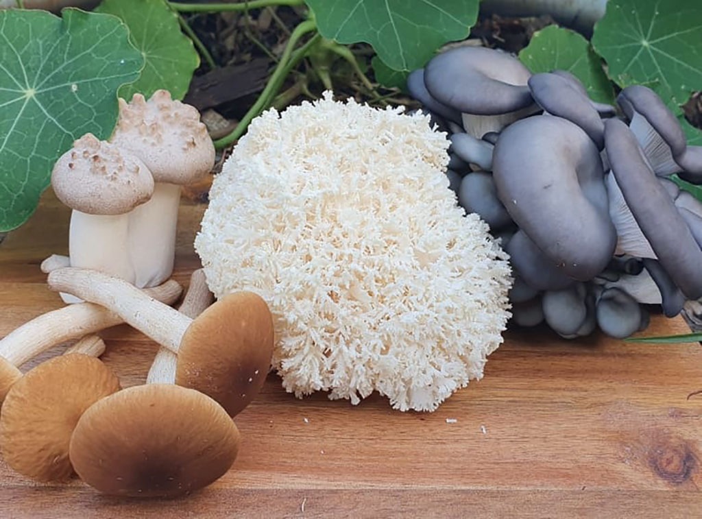 Unearthed Co Mushrooms: snowflake mushroom