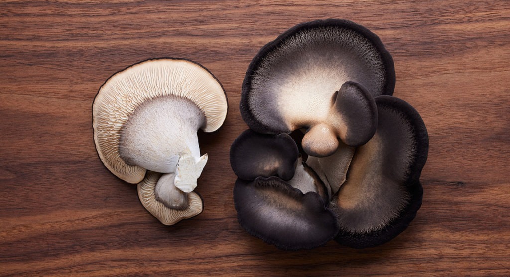 Abalone mushroom