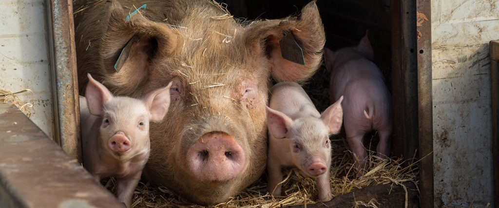 RSPCA Approved Farming Scheme: pigs