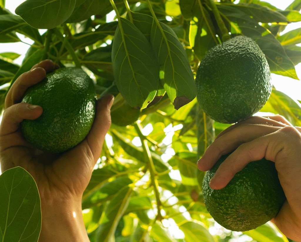 Avocado growers are struggling to find workers to pick their fruit.