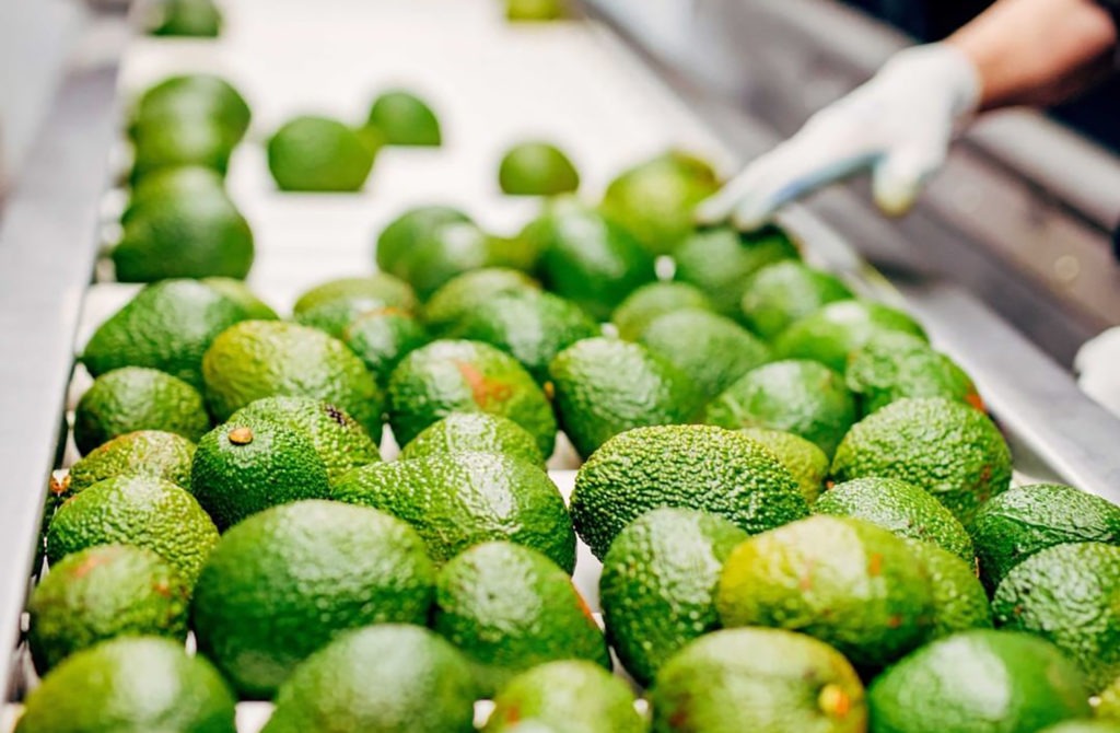 Avocado glut: growers dumping lesser-quality fruit