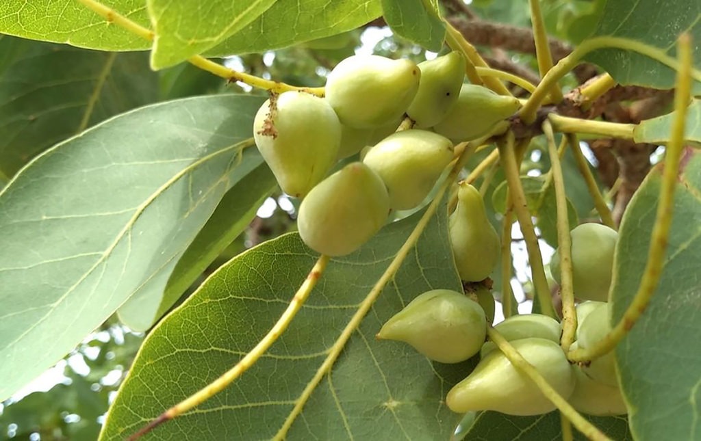 native foods you should be eating: Kakadu plum