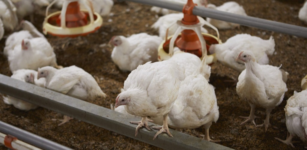 RSPCA Approved Farming Scheme: meat chickens