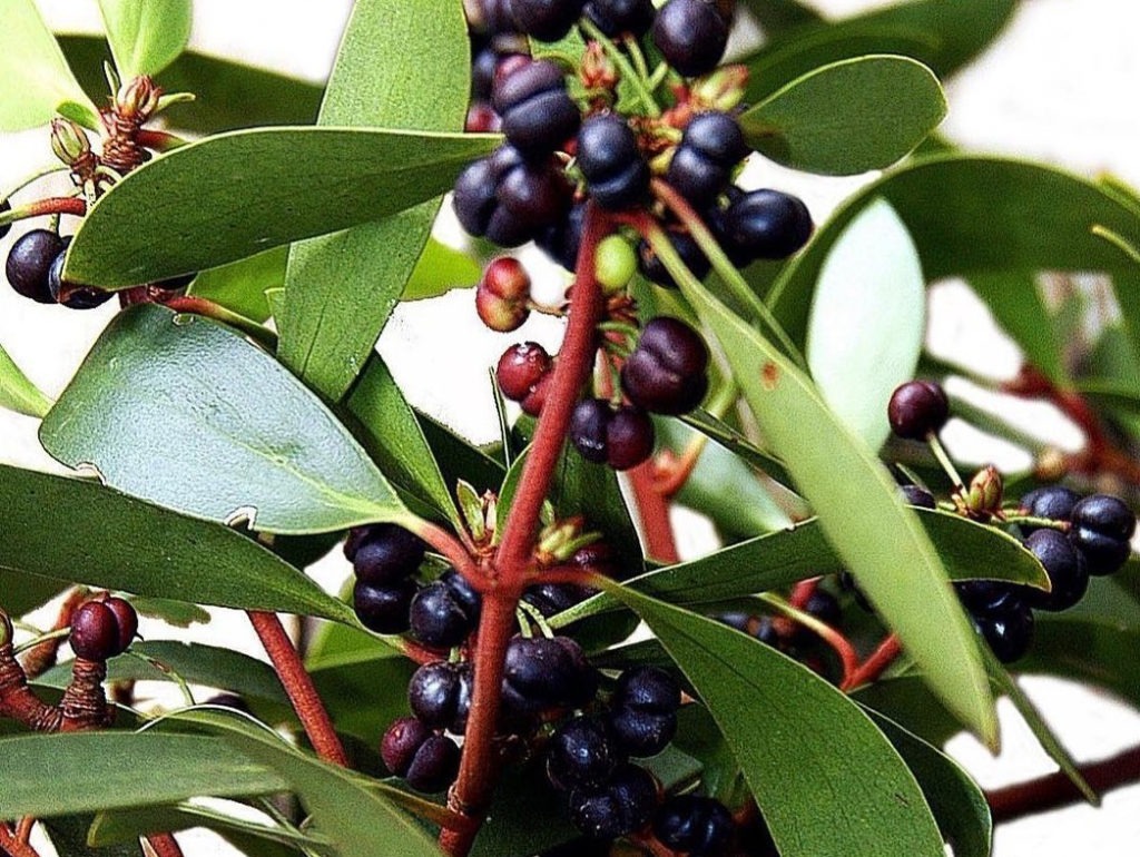 native foods you should be eating: Tasmanian pepperberry