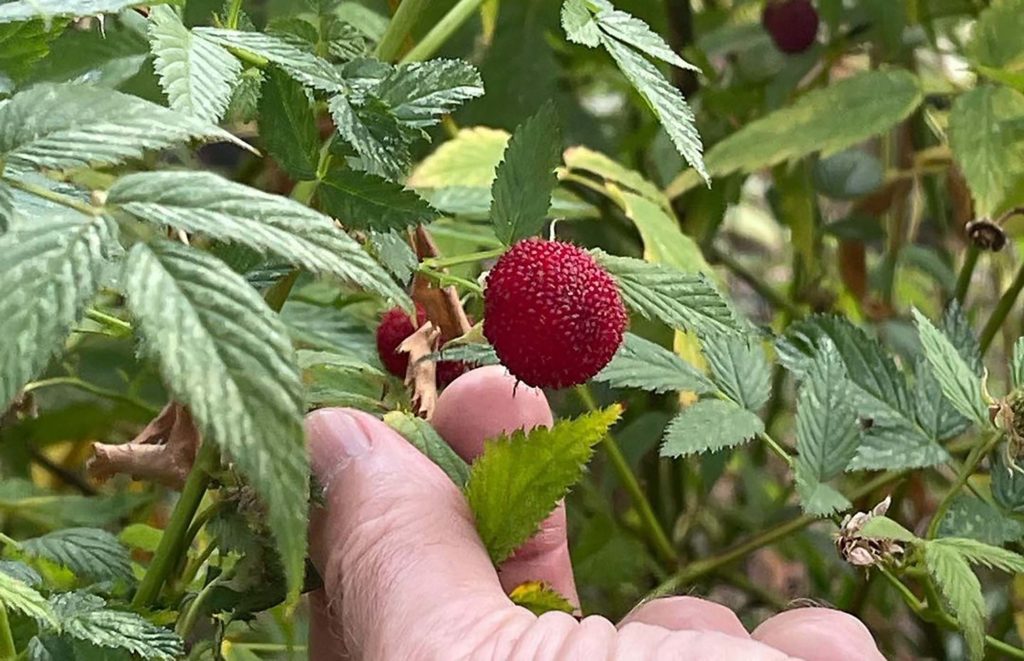 New thornless Australian native raspberry discovered.