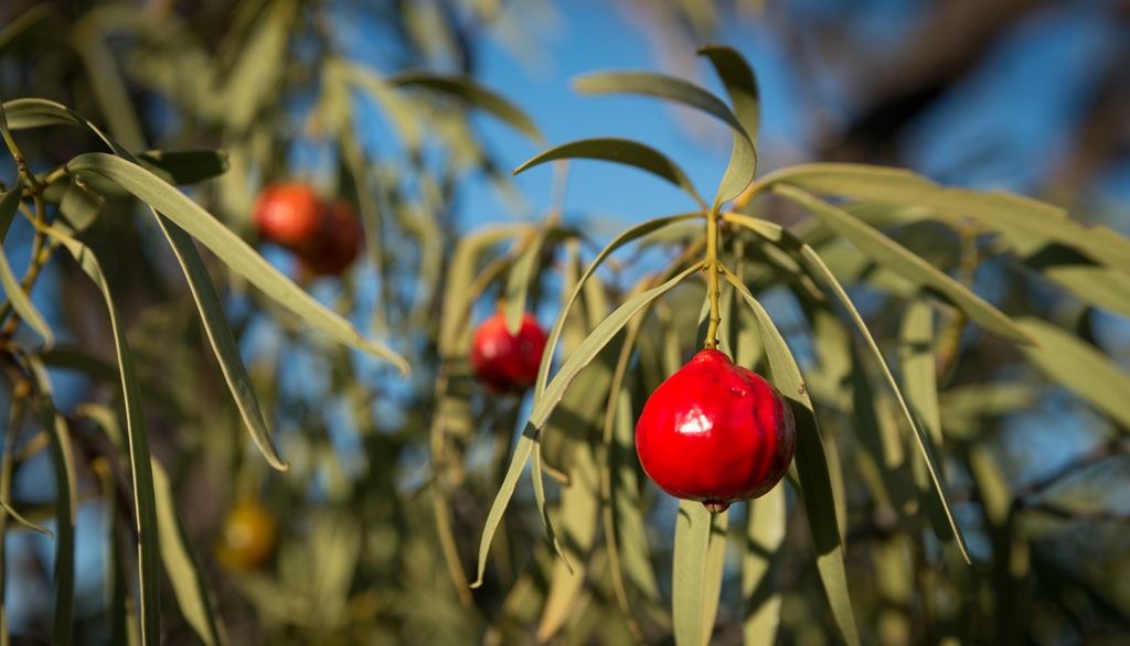 native foods you should be eating: quandong