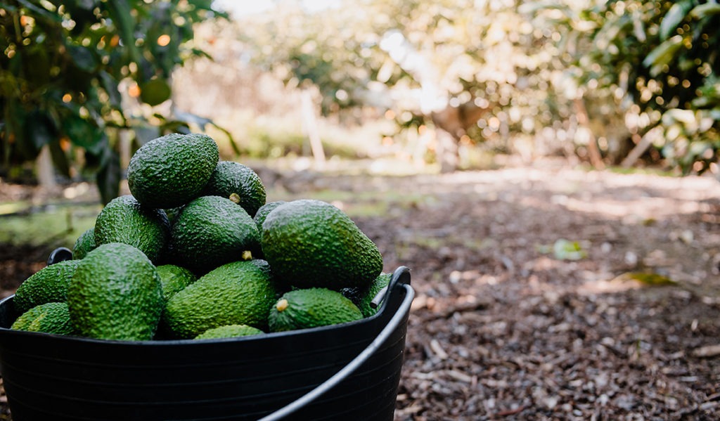 Avocado glut: volumes are up and set to increase further