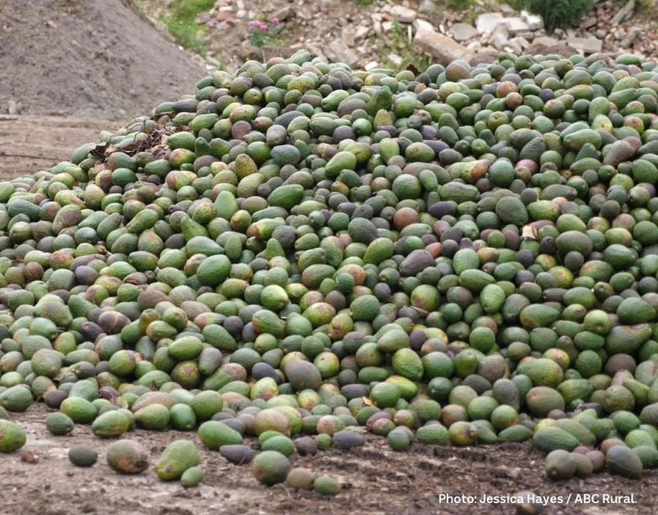 Aussie food news: WA avocados dumped due to oversupply