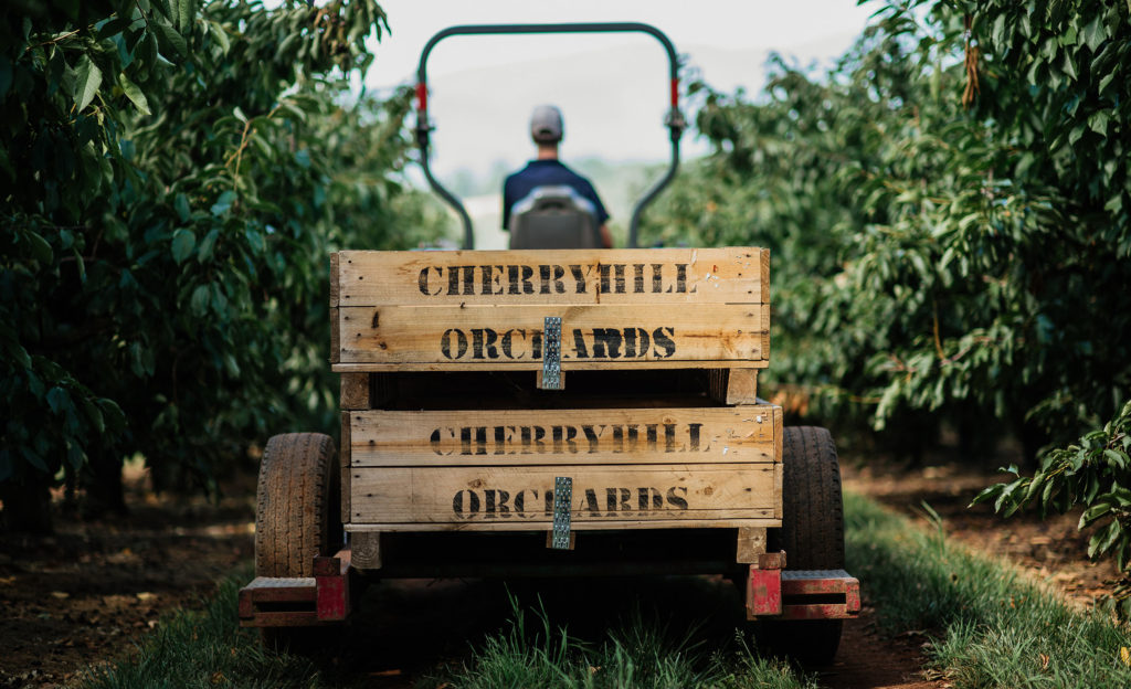 CherryHill Orchards: the Victorian Cherry Trail