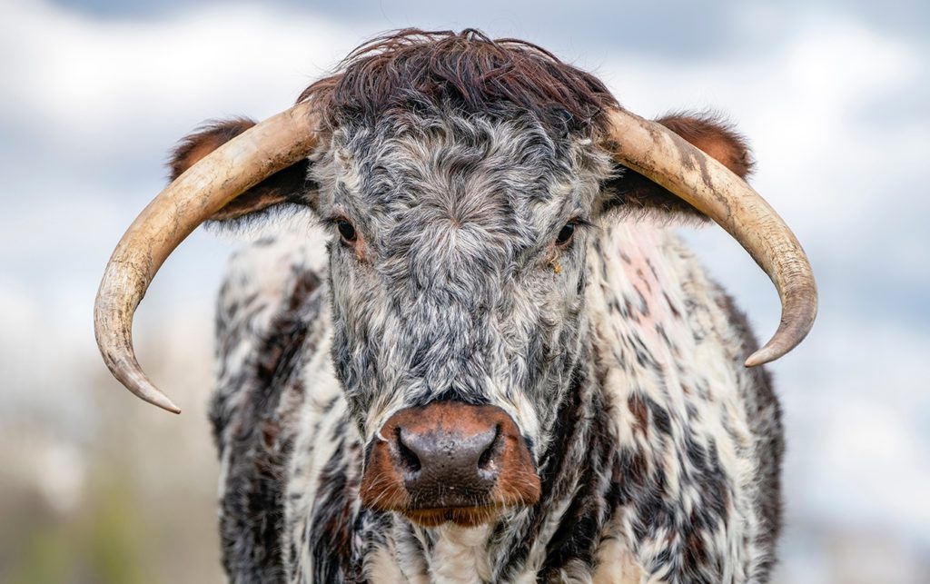Rare breeds: English Longhorn
