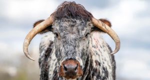 Rare breeds: English Longhorn