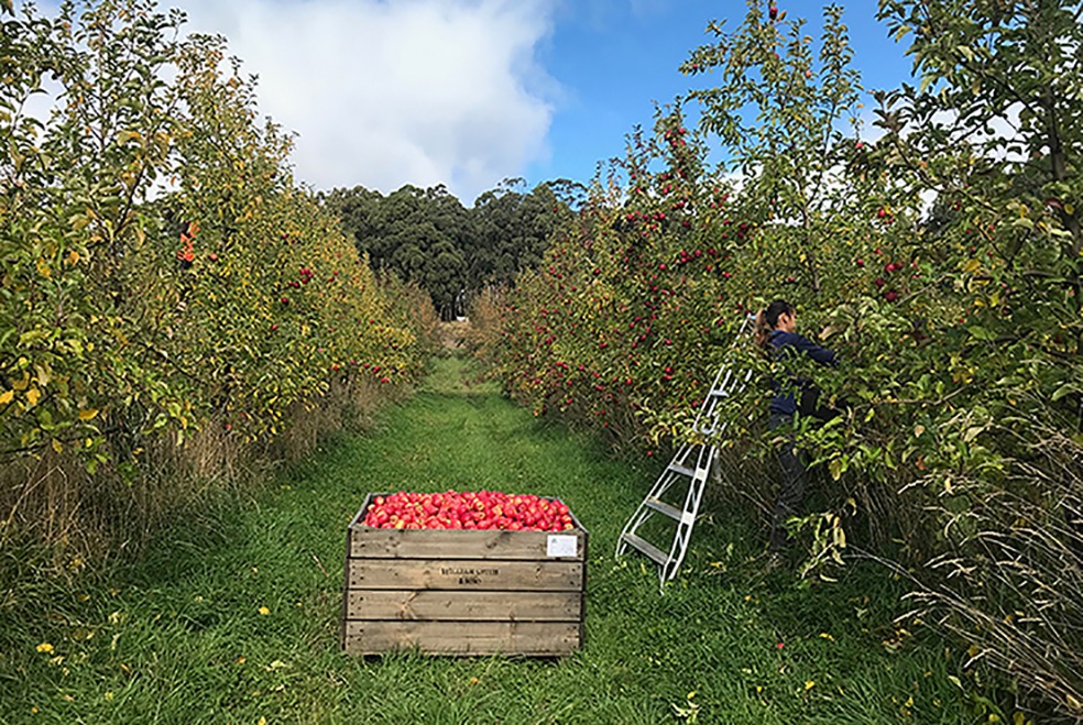 Our Mates Farm apple orchard