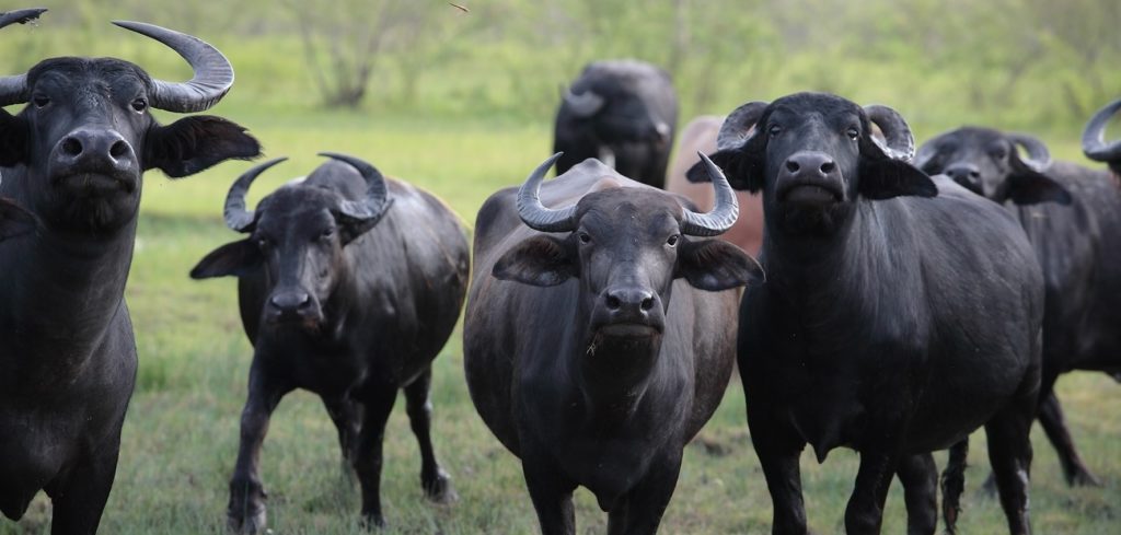 Buffalo: the next big thing in meat and milk