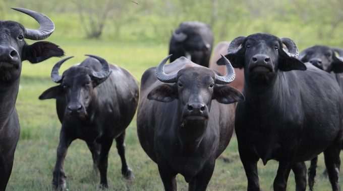 Buffalo: the next big thing in meat and milk