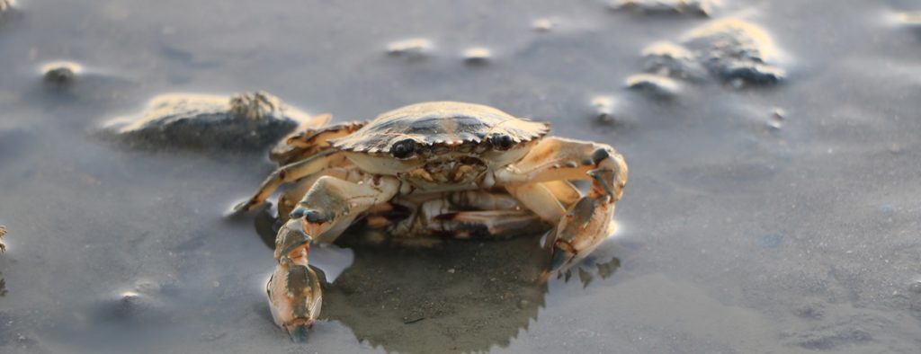Top food stories from this week: Asian Paddle Crab found in SA